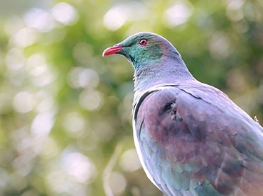 Zealandia